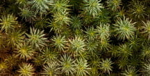 Cannabis